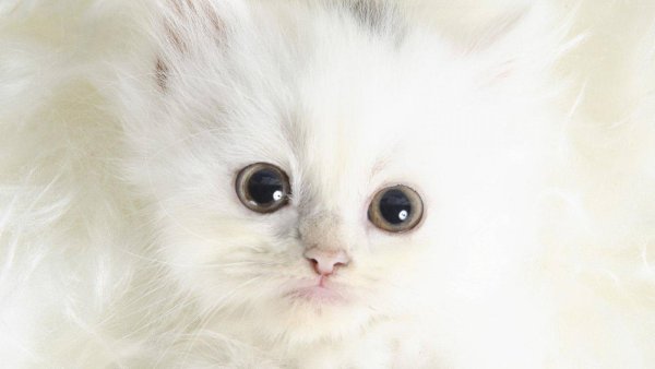 Кошки маленькие пушистые