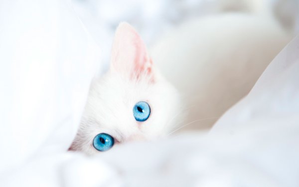 Кошка белая