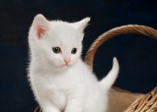 Кошка белая