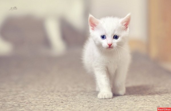Белоснежный котенок