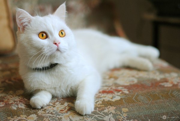 Альбиносы британцы котята