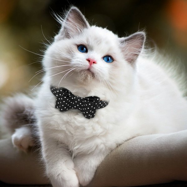 Белый котик