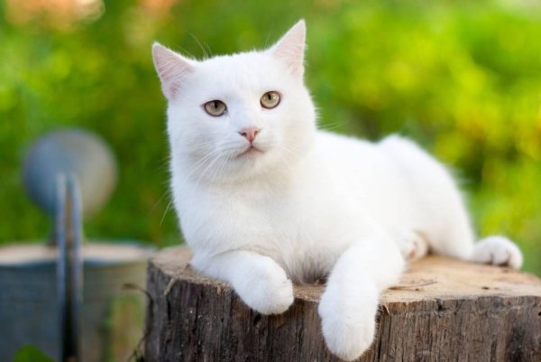 Белый котик