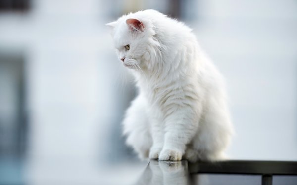 Котик белый картинки (48 фото)