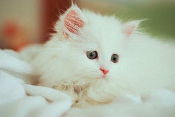 Белая пушистая кошка