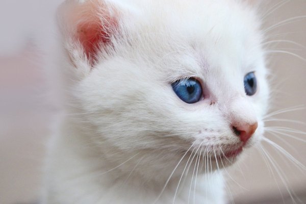 Кот альбинос с голубыми глазами