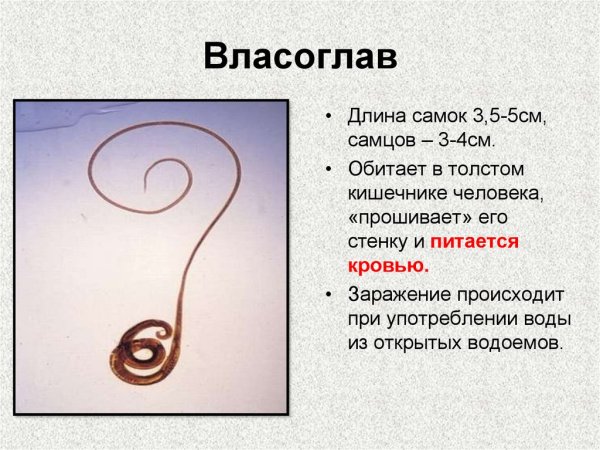 Власоглав самка строение