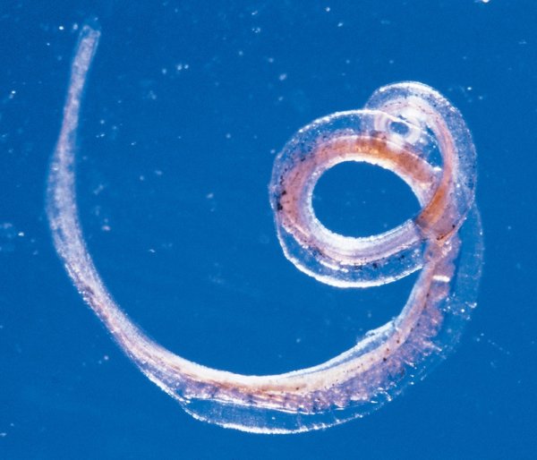 Власоглав Trichocephalus Trichiurus