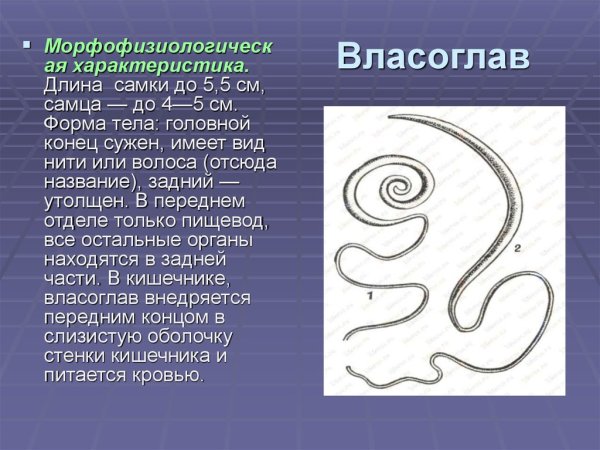 Власоглав человеческий (Trichocephalus Trichiurus)
