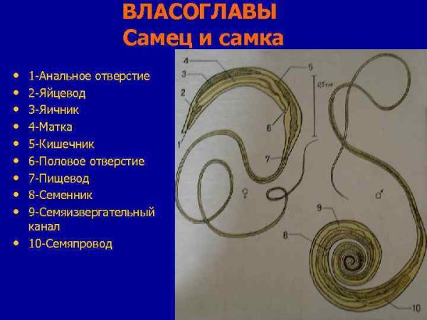Власоглав человеческий яйца