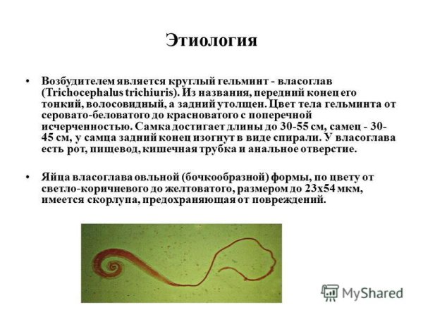 Трихоцефалис тринхиурис