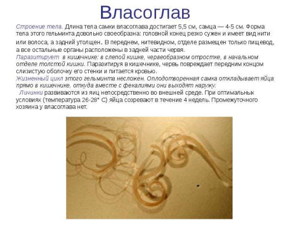 Trichuris Vulpis