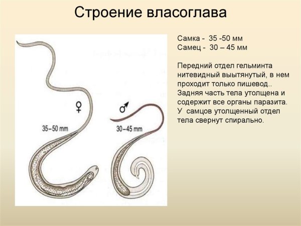Трихоцефалез власоглав