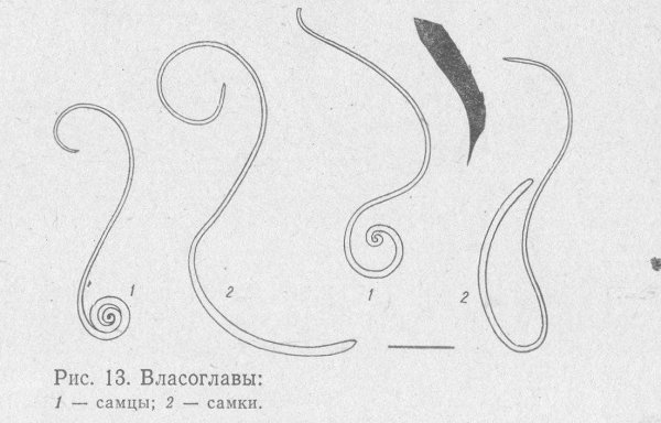 Острицы, власоглав, аскариды