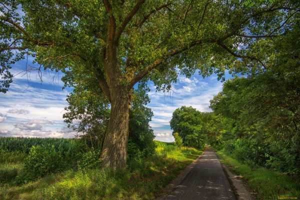 Дерево в поле