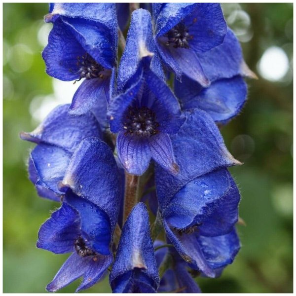 Аконит клобучковый Aconitum napellus