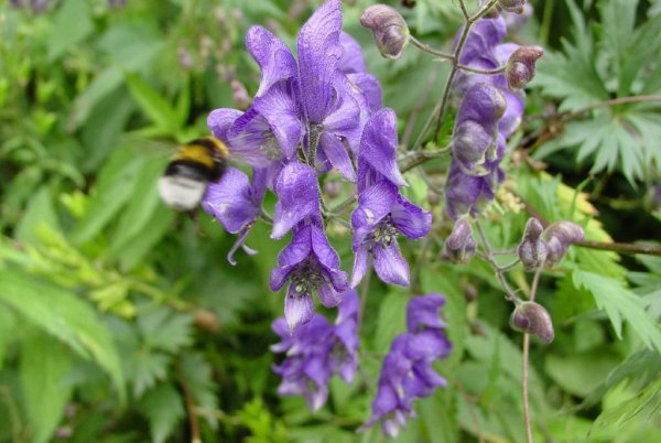 Аконит шлемник