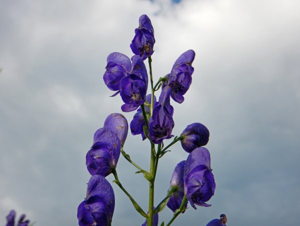 Аконит (борец)