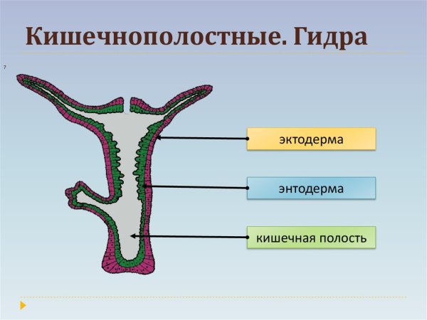 Тип Кишечнополостные гидра Пресноводная