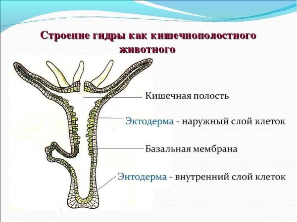 Пресноводный полип гидра строение