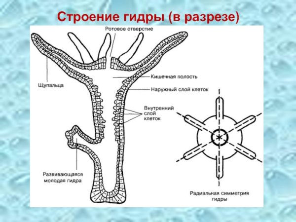 Гидра Пресноводная строение