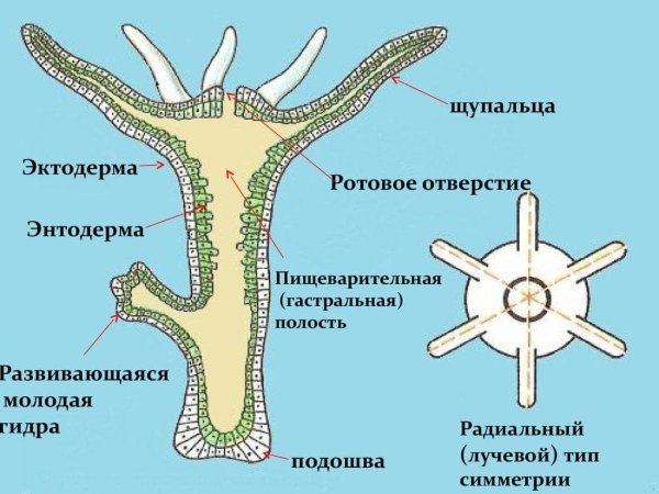 Гидра обыкновенная