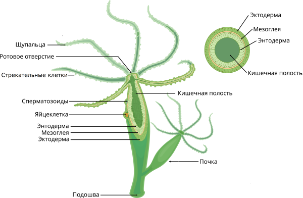 Гидра биология