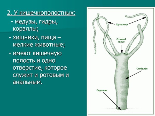 Гидра Пресноводная строение