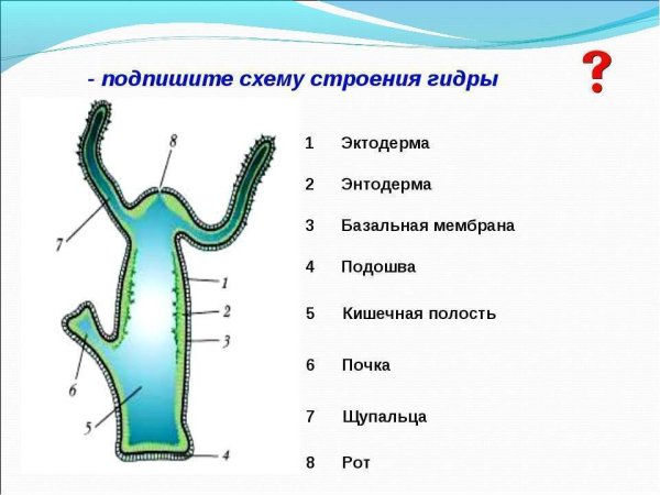 Пресноводный полип гидра