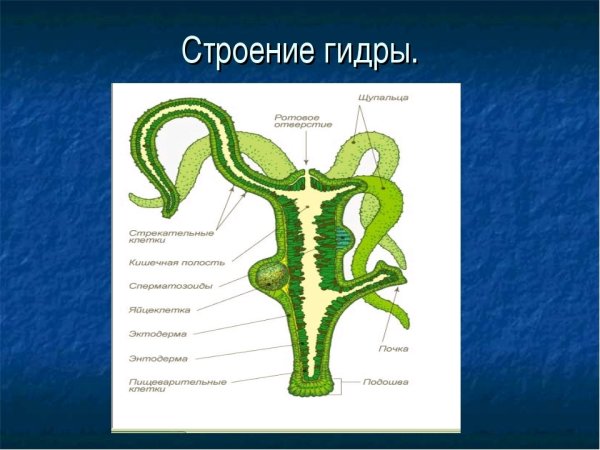 Гидра Кишечнополостные