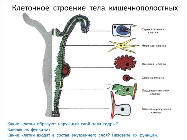 Гидроидные гидра Пресноводная