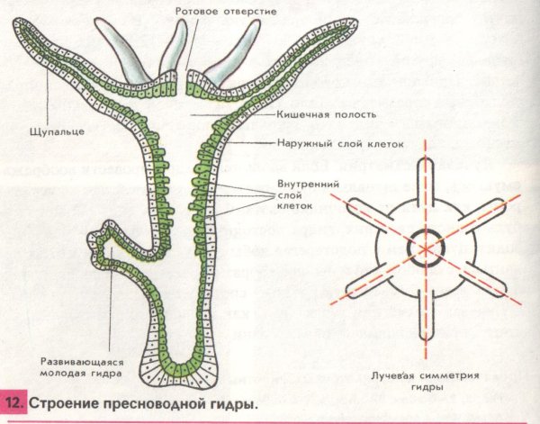 Кишечнополостные Пресноводная гидра
