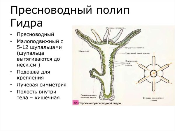 Кишечнополостные Пресноводная гидра строение