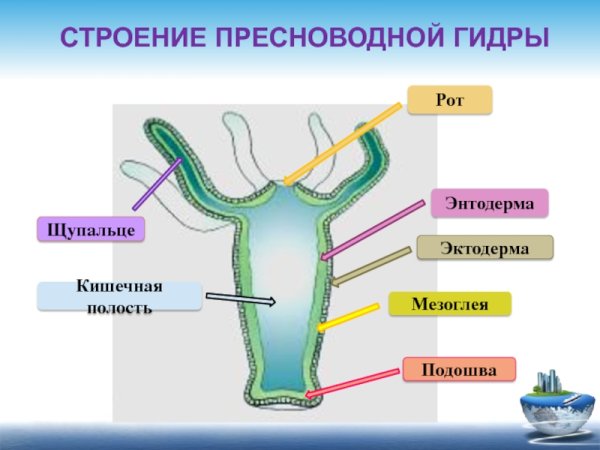 Кишечнополостные Пресноводная гидра