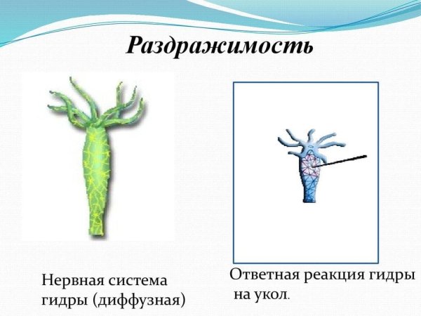 Гидра Пресноводная строение