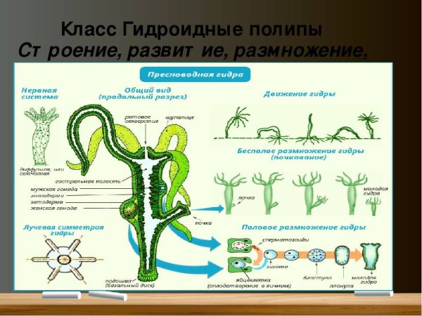 Гидра Кишечнополостные