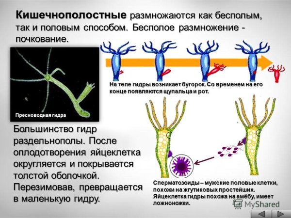 Представители гидроидных кишечнополостных