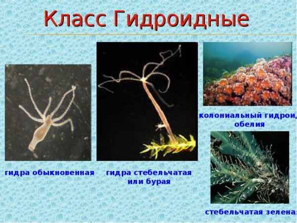 Свободноплавающие Кишечнополостные