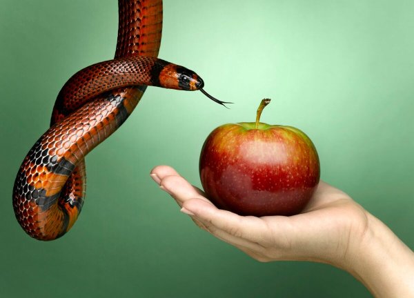 Змея и яблоко