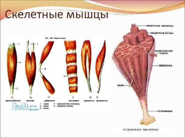 Скелетные мышцы