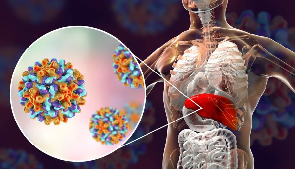 Вирус гепатита b