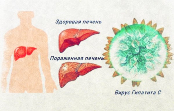 Печень медицина