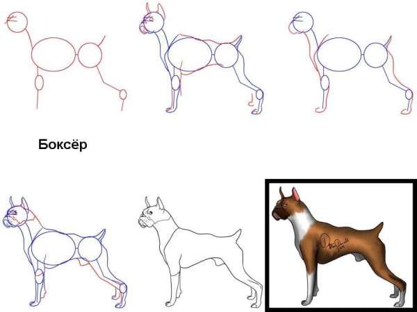 Поэтапный рисунок собаки