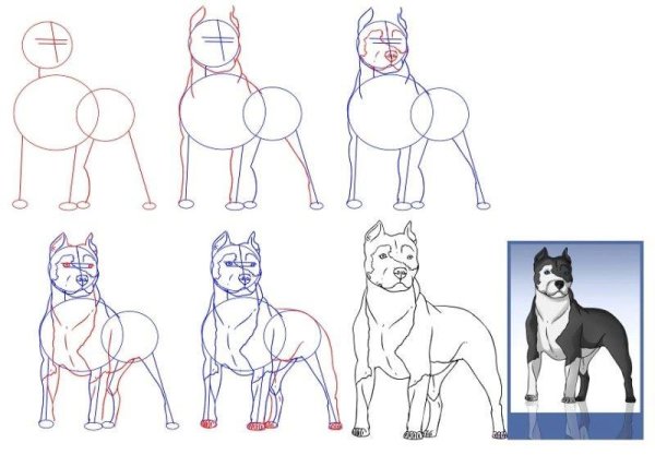 Рисунок собаки карандашом для срисовки поэтапно