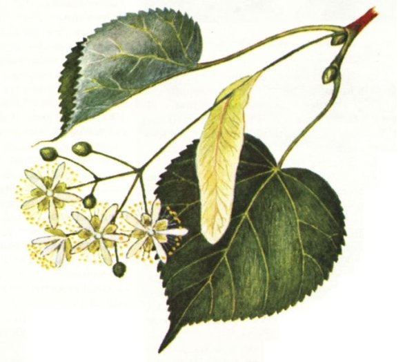 Липа мелколистная, сердцевидная ветка