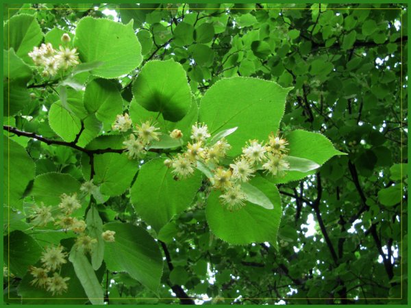 Липа обыкновенная ветка