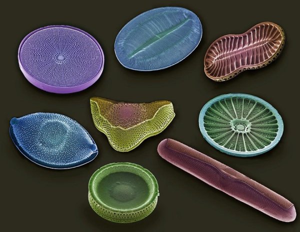 Bacillariophyta диатомовые водоросли
