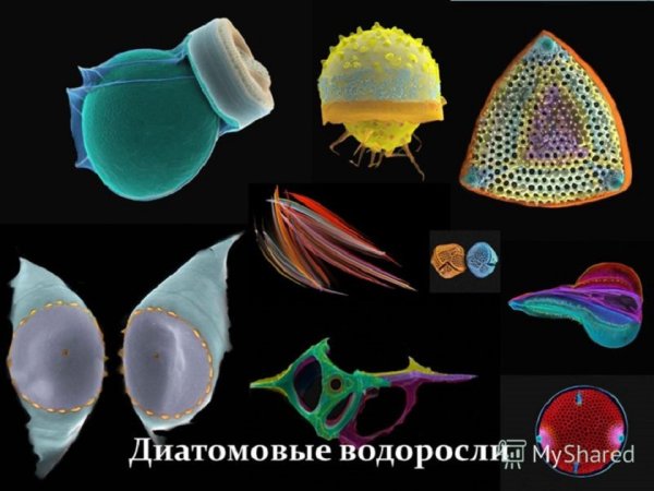 Картинки диатомовые водоросли (49 фото)