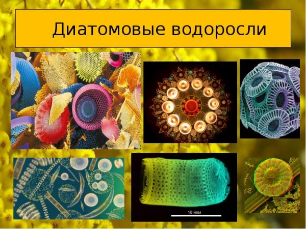 Центрические диатомовые водоросли представители