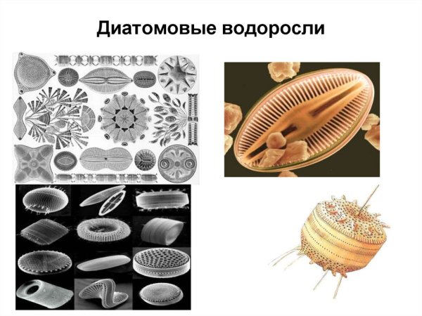 Диатомовые водоросли клеточная стенка